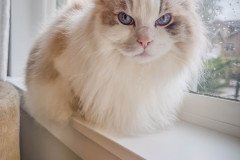 20241214_191747301_iOS