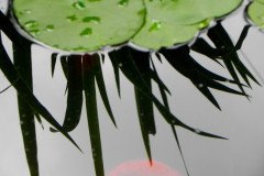 Glassy Reflections