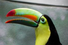 Rainbow In Flight