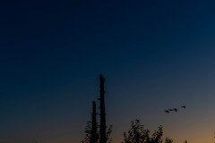DSC_9651