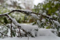DSC_5194