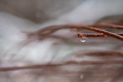DSC_5290