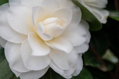 DSC_5426