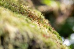 DSC_5812-2