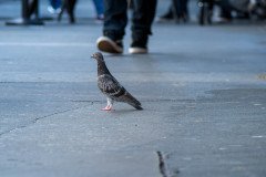 DSC_5617-Enhanced-NR