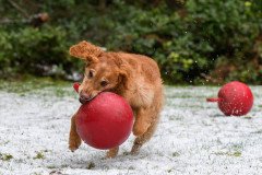 DSC_8125-Enhanced-NR